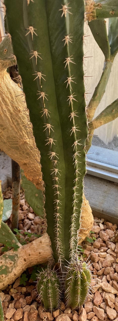 Echinopsis pachanoi