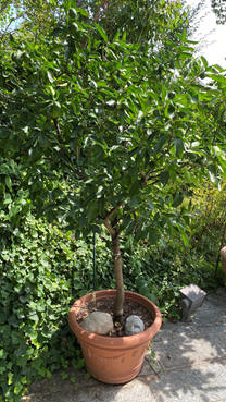 Mexikanische Sauere Limette