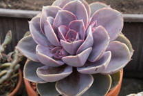 Echeveria