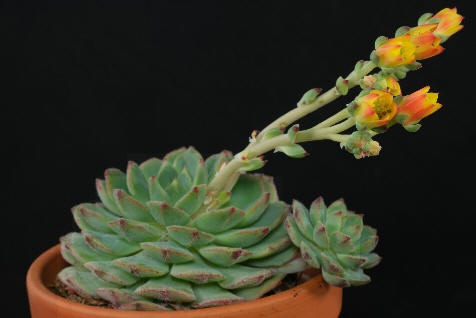 Echeveria derenbergii