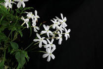 Jasmin