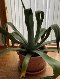 Agave