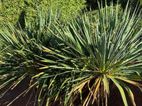 Garten-Yucca