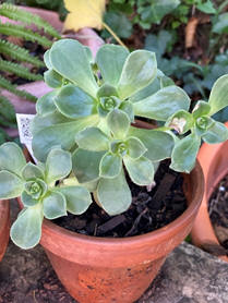 Aeonium haworthoo