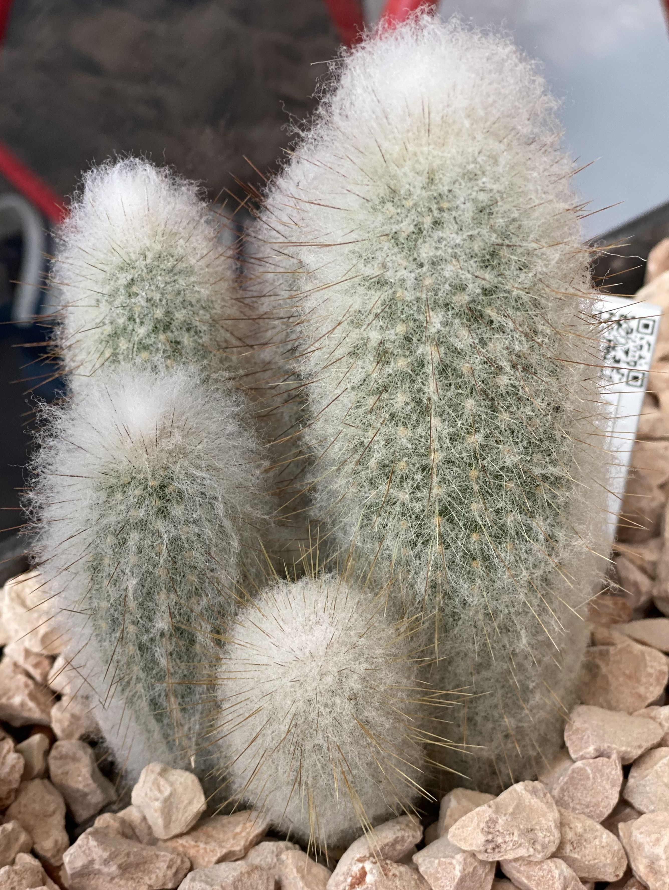 Austrocephalocereus dybowskii
