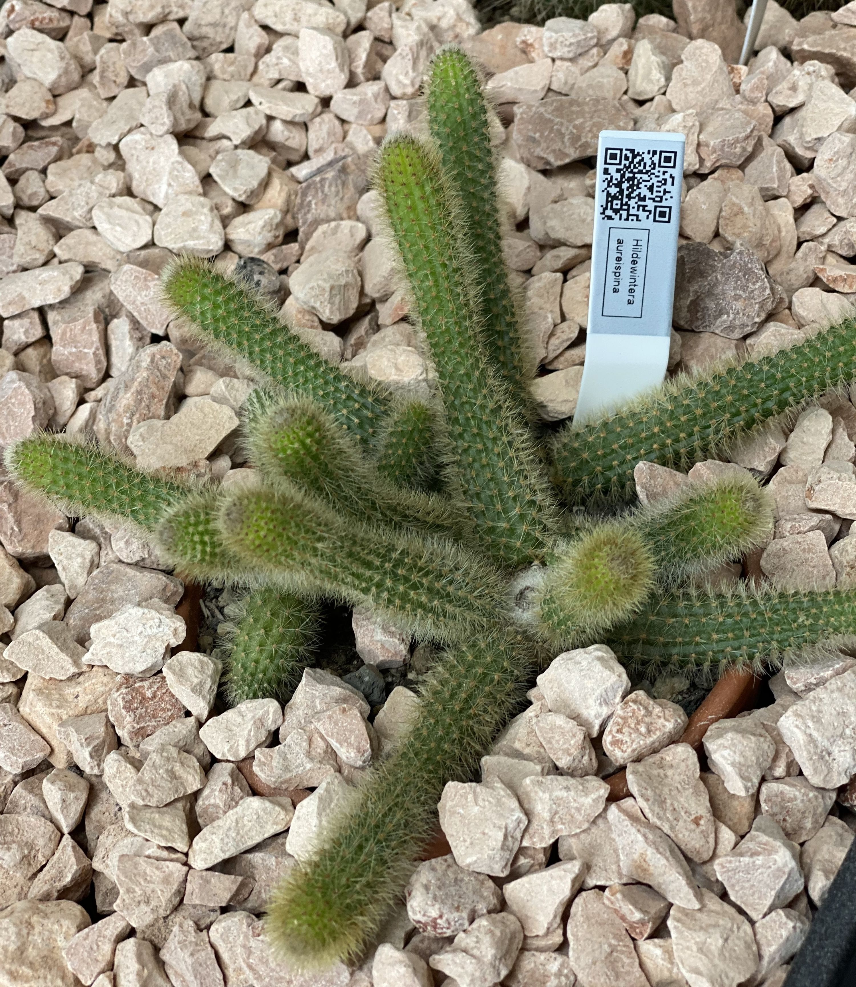 Hildewintera aureispina